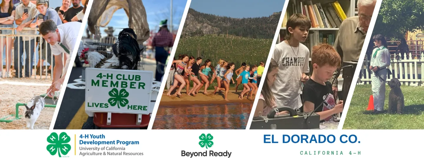 Collage of El Dorado County 4-H youth participating in activities such as geology, dog obedience, summer camp, parade, and rabbit agility.