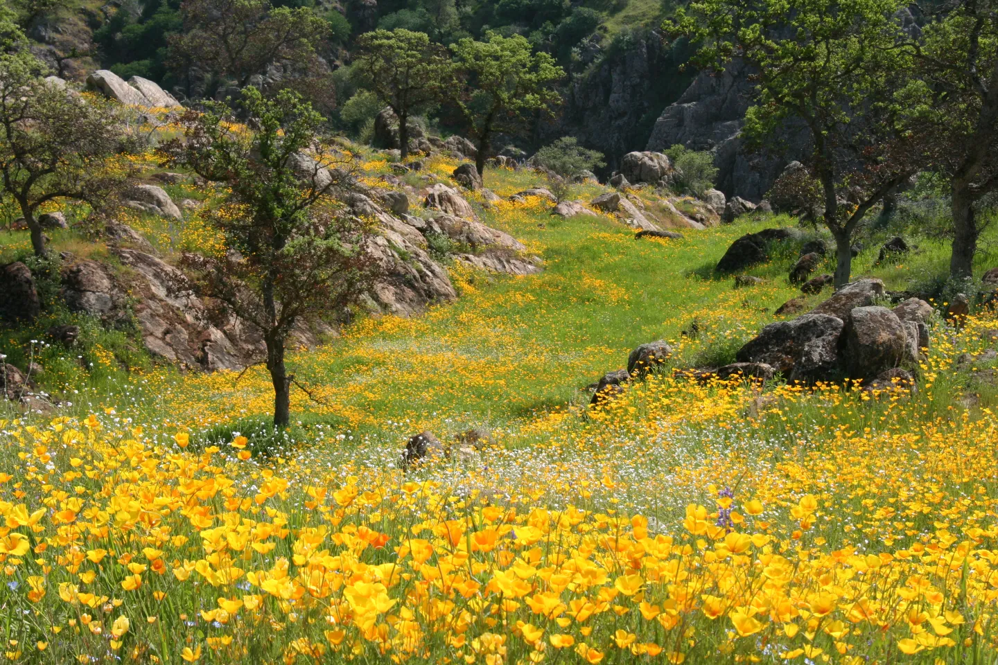 Fields of CA Poppies at Knights Ferry