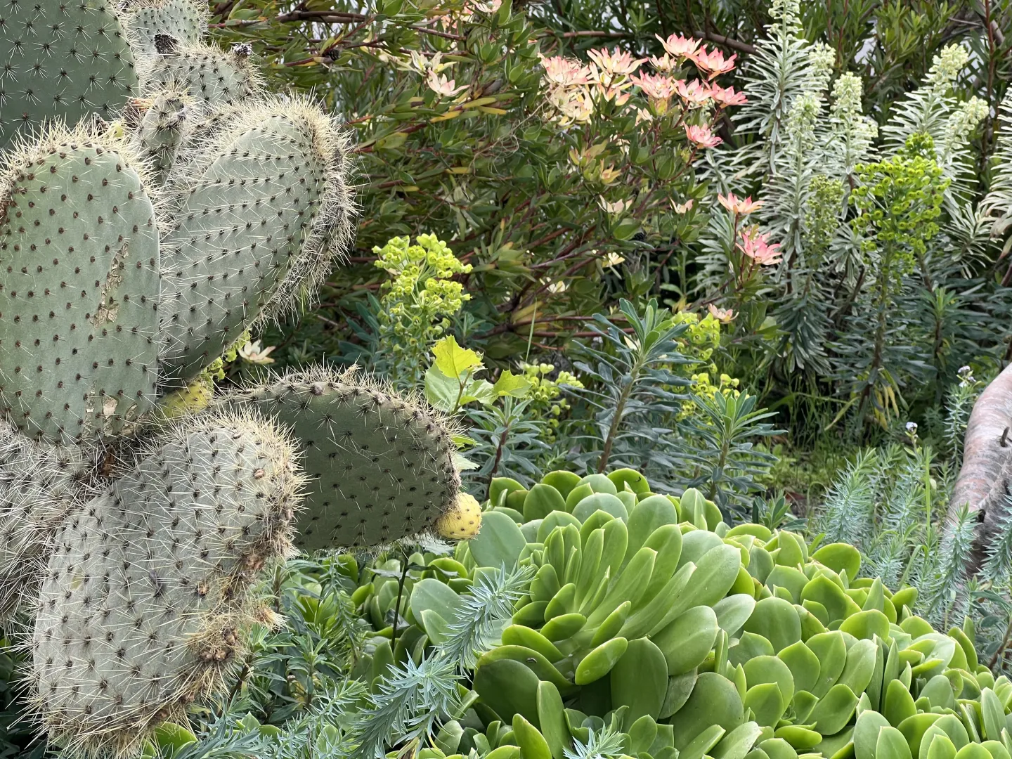 a group of succulents and cactus in Monterey
