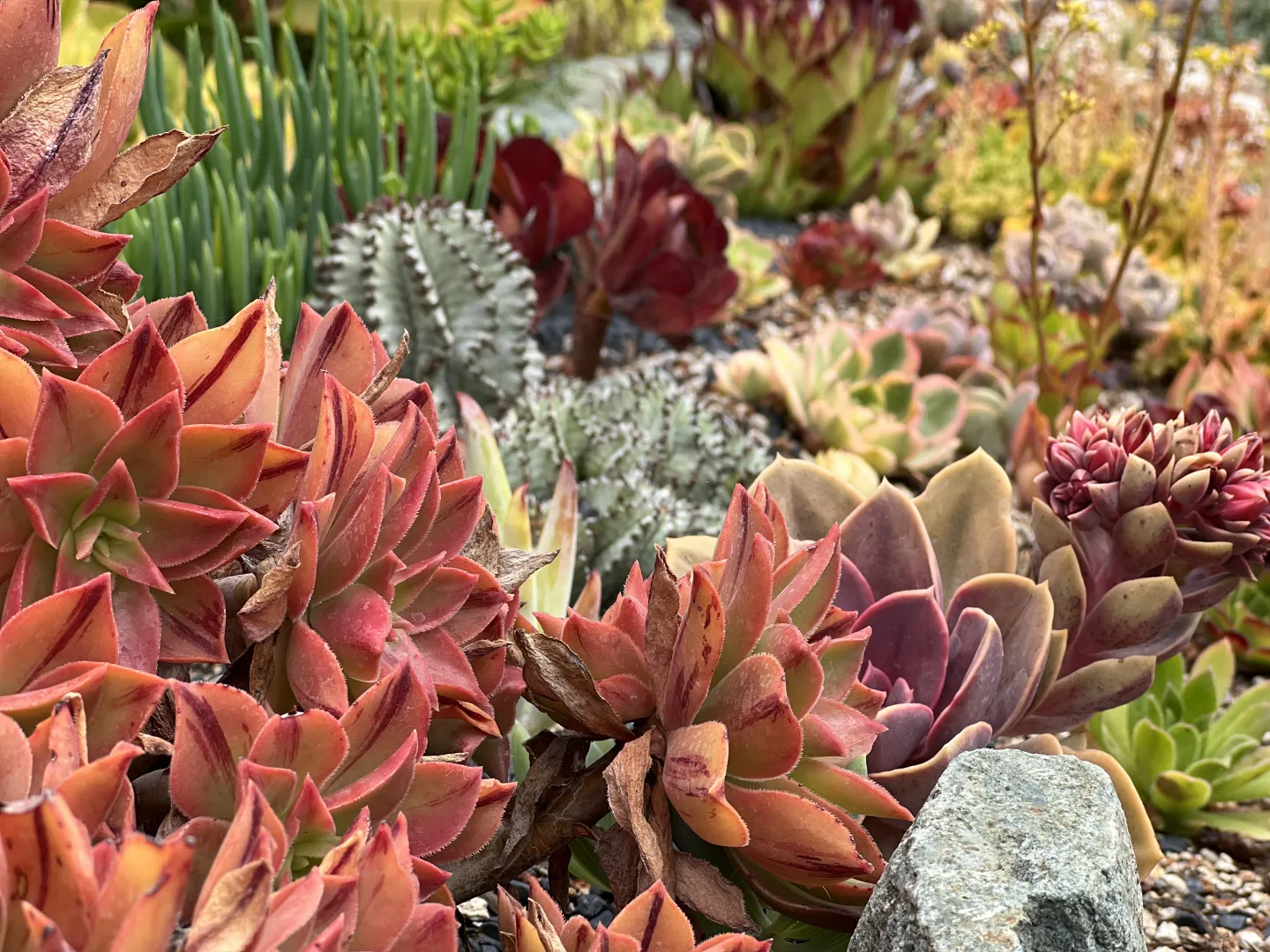 close up view of a succulent garden featuring plants in warm tones