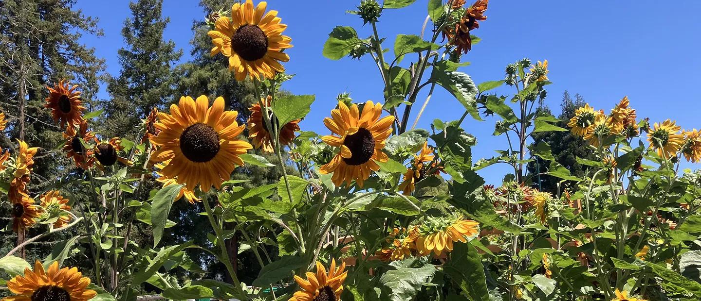 Tall Sunflowers at Our Garden in Walnut Creek - courtesy of CoCoMG