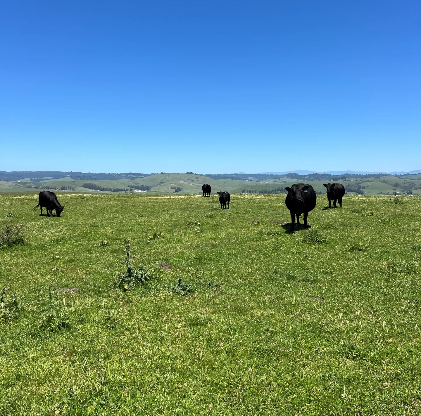 green field with cows grazing