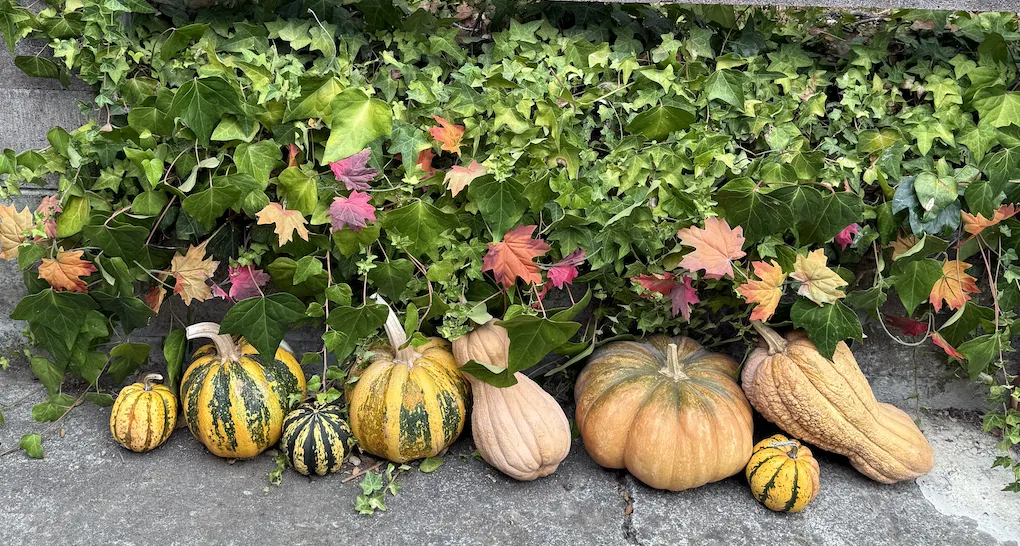 Fall Gourds