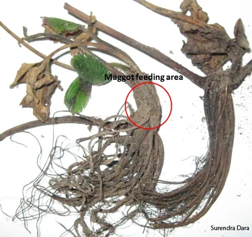 Maggot damage to strawberry plants