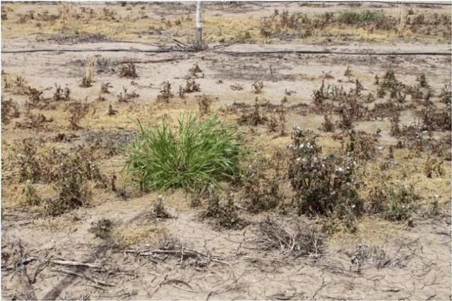 1 glyphosate resistant ryegrass in walnut