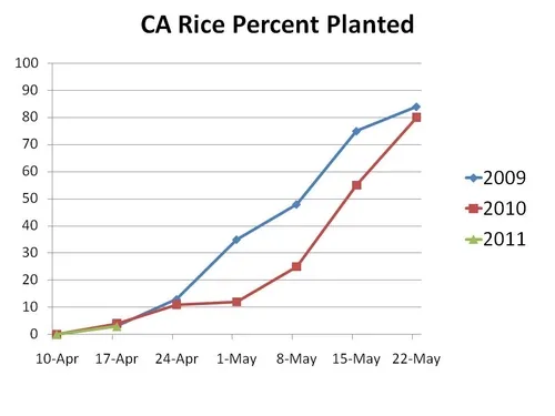 Rice planted