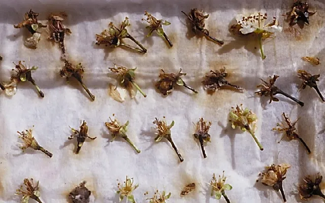 This picture shows an example of flower incubation to determine the incidence of infected blossoms.