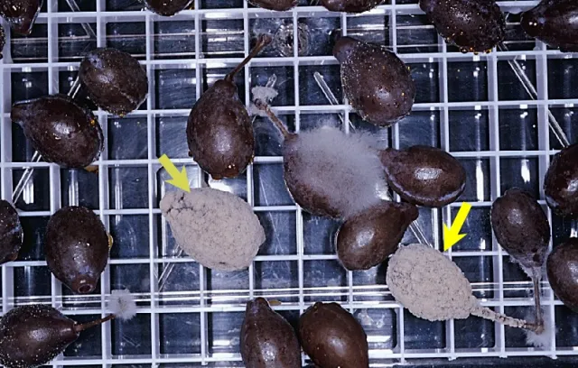 The arrows indicate the brown rot fruit.