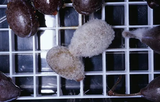 These fruit are caused by Trichoderma spp. They are not brown rot fruit.