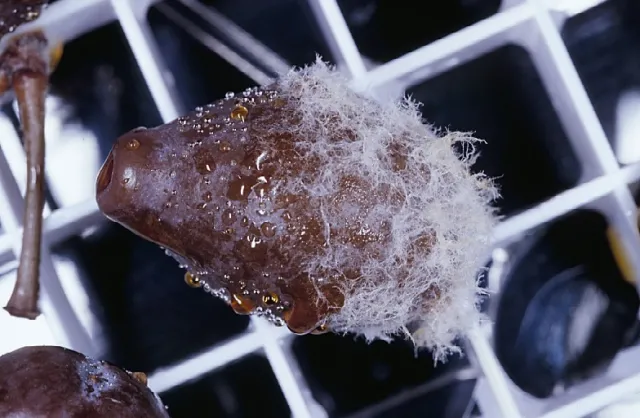 This is not a brown rot fruit, they are caused by Botrytis spp.