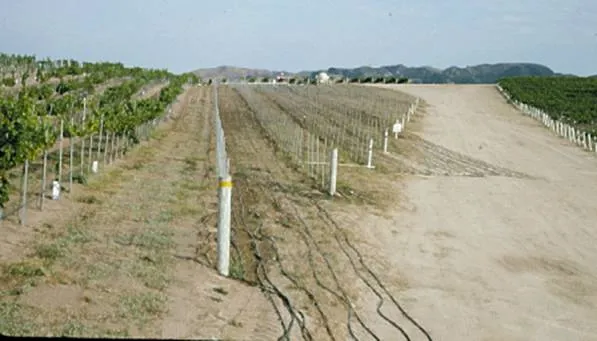 After a 10-hour treatment to sandy soil