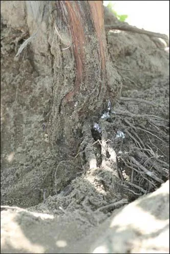 Vine Mealybug on Roots