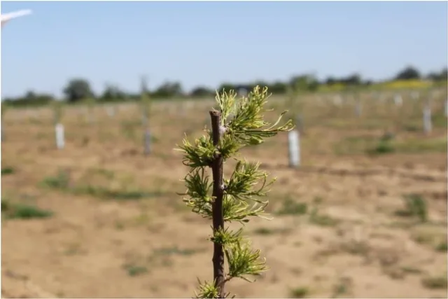 probably glyphosate damage on almond stock
