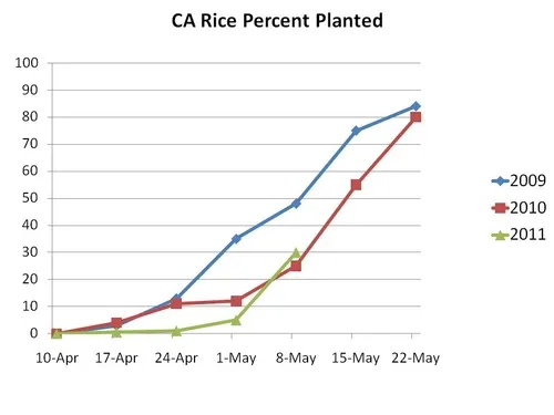 Rice planted