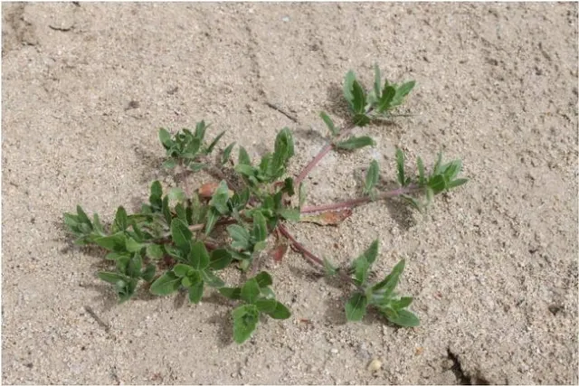 cutleaf eveningprimrose