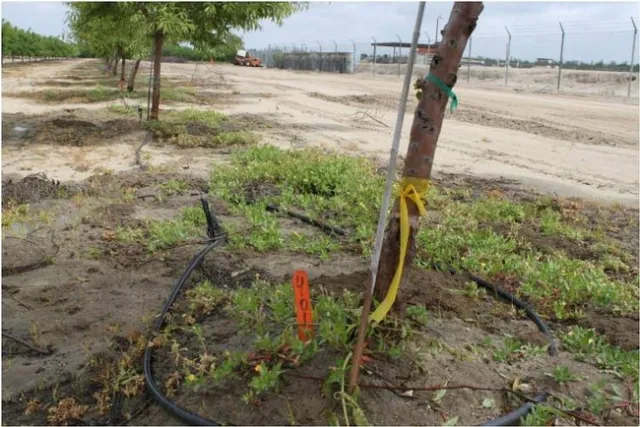 cutleaf eveningprimrose2