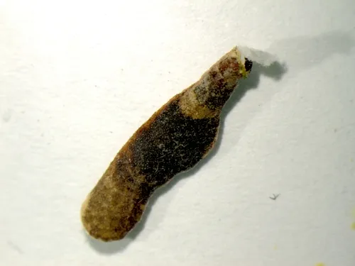 Coleophorid on Arctostaphylos