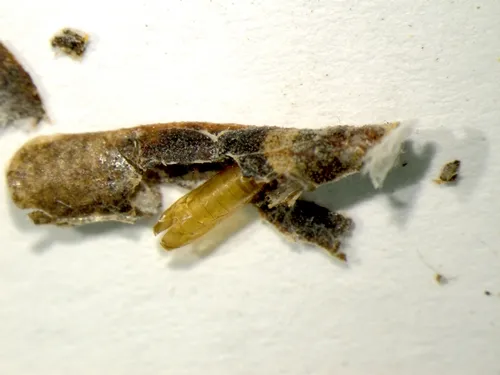 Coleophorid on Arctostaphylos