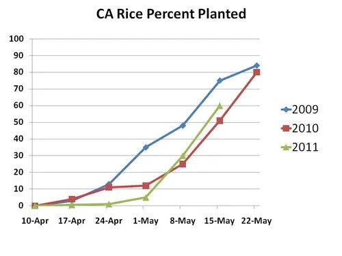 Rice planted