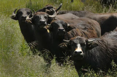 20110528__nmij0522buffalo~3_GALLERY