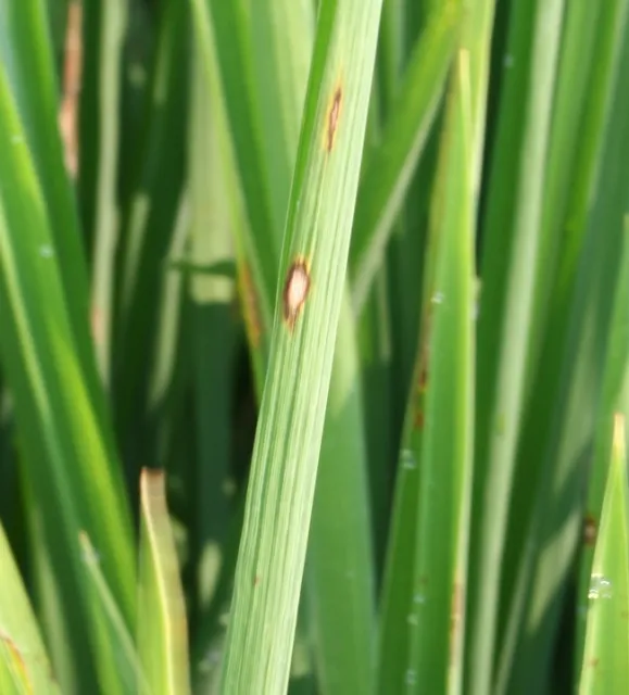 Blast lesion close up