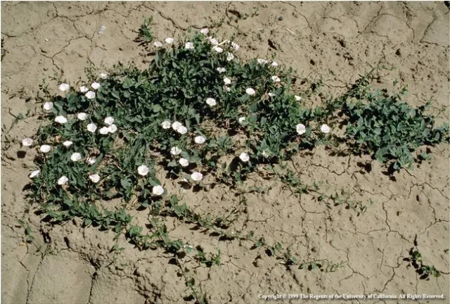 Field bindweed photo by Jack Kelly Clark. Copyright UCIPM. Available in UCANR Publication 3324