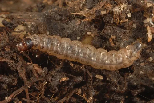 Mature larva of Duponchelia fovealis. Photo credit: Lyle Buss, University of Florida