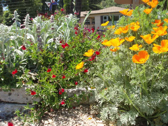poppies, salvia gregii