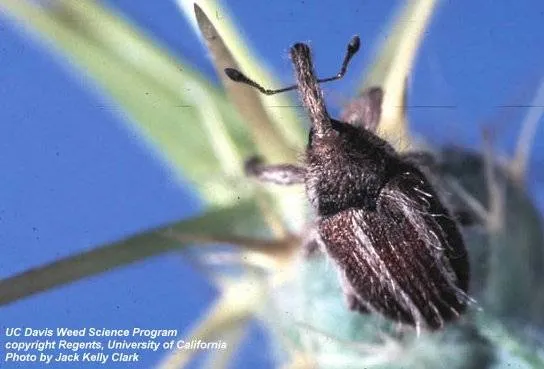 Hairy weevil