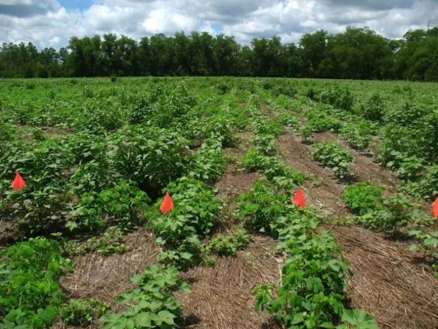 Palmer amaranth in cotton