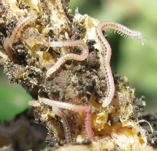 Zucchini roots damaged by SSM