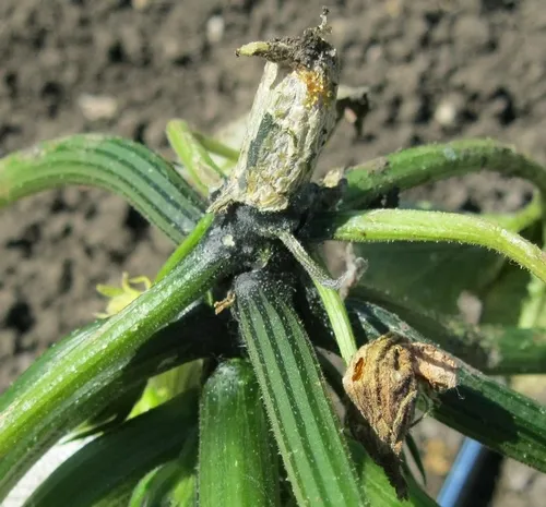 Collapsed plant due to the damage to the root system