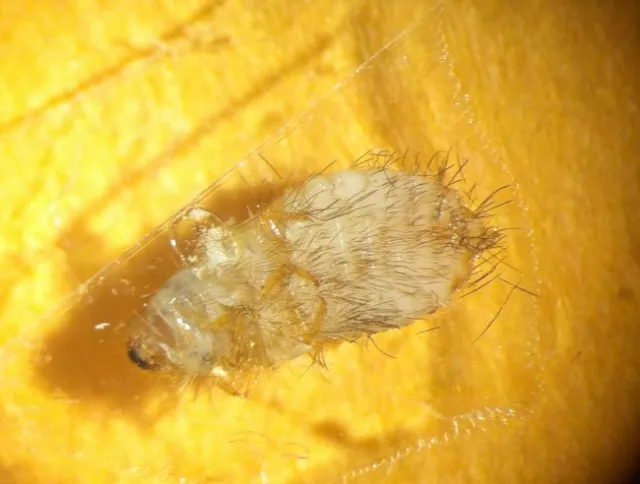Varied carpet beetle larva-ventral side