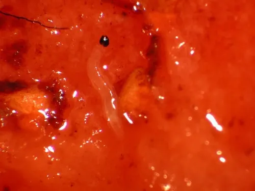 Fungus gnat larva on strawberry