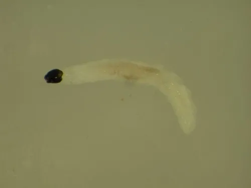 Fungus gnat larva