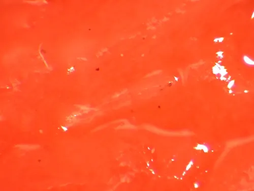 Drosophila simulans larva on strawberry