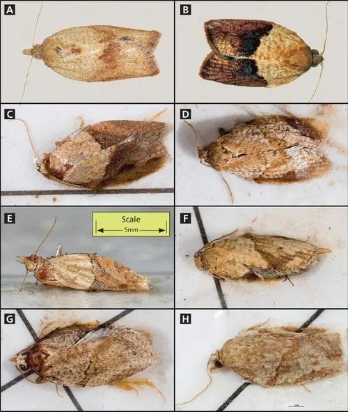 Light Brown Apple Moth-Female-A, males B to H