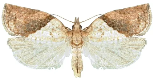 Light Brown Apple Moth-Male 2