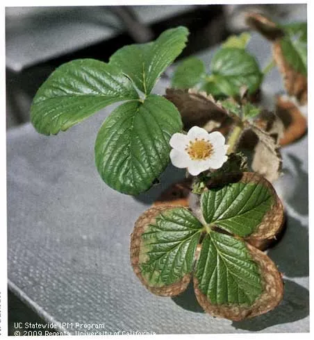 Salt toxicity in strawberries-Albert Ulrich, UC