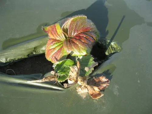 Strawberry plants (variety Albion) about 85 days after transplanting. Stunted plant growth, discoloration of the foliage with purple tinge indicated injury from 1,3-D. Transplanting took place 16 days after fumigation. (Photos by Surendra Dara)