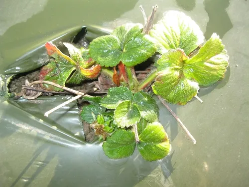 Strawberry plants (variety Albion) about 85 days after transplanting. Stunted plant growth, discoloration of the foliage with purple tinge indicated injury from 1,3-D. Transplanting took place 16 days after fumigation. (Photos by Surendra Dara)