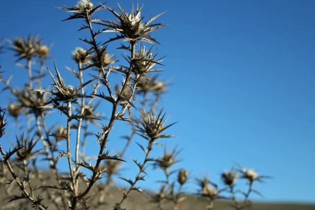 Wooly distaff thistle skeletons haunt the skylines of the northern Coast Range