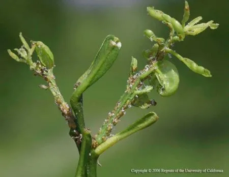 Citrus infested with Asian Citrus Psyllid. Photo by M.E. Rogers