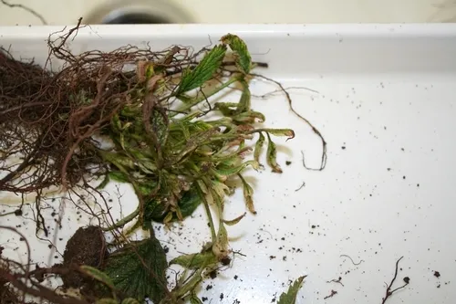 Glyphosate damage to very young leaves. Note pink cast to entire affected area.