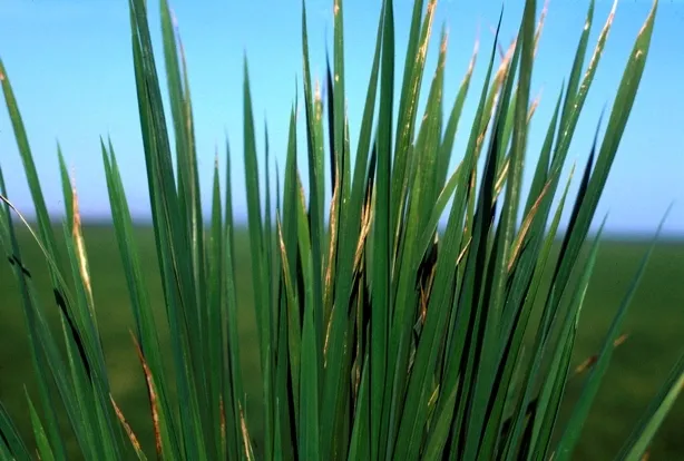 K defficiency plants (2)