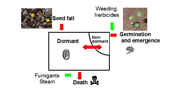 Fig. 1. Flow chart for the dynamics of weed seeds in the soil (Harper 1977).