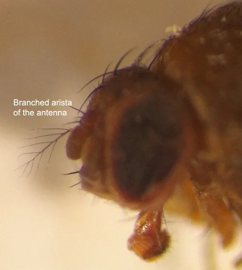 Branched arista of the antenna is a characteristic feature of SWD