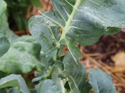 3 Bagrada bug damage on broccoli