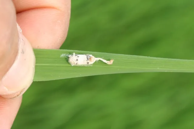 Armyworm parasitoid