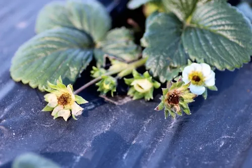 Cold injury to flowers 2